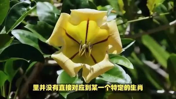 什么生肖是金花银花_金花是指生肖中的什么花