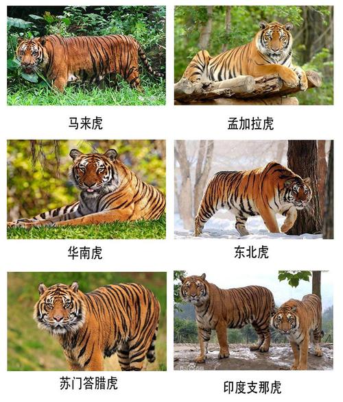 关于“森林漆黑现虎踪”是什么生肖动物的信息