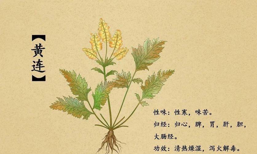 “黄连甘草挑一担”打一最佳准确生肖的简单介绍
