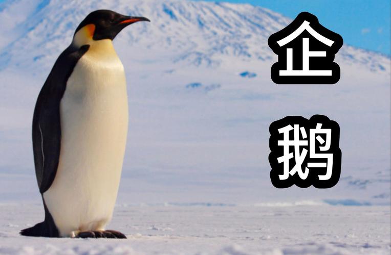 企鹅指什么生肖动物_企鹅指什么数字的生肖