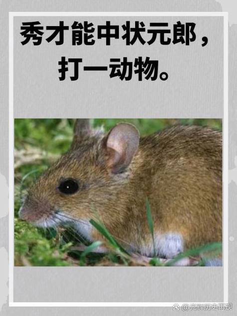 “山中老妇七十八，四壁清风一池水”是什么生肖动物的简单介绍