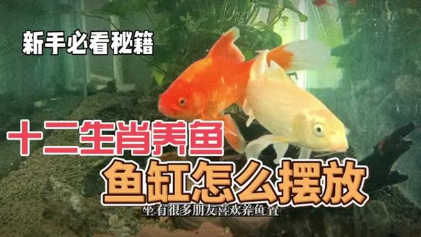 什么生肖适合养鱼缸_什么生肖适合养鱼缸里的鱼