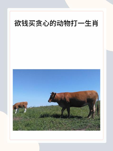 “追逐”打一准确动物生肖的简单介绍