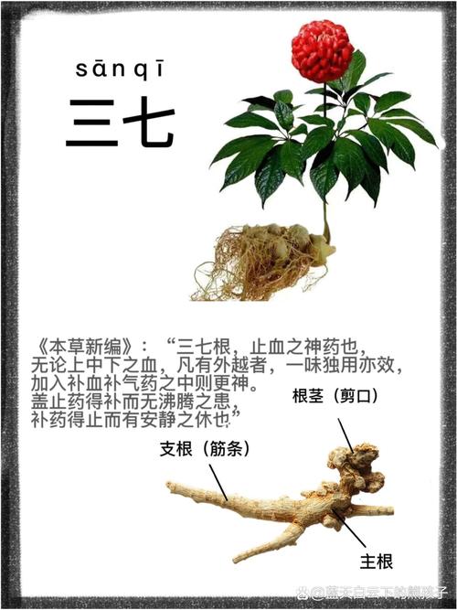 三七今期打一正确答案_三七今期看后数打一数字