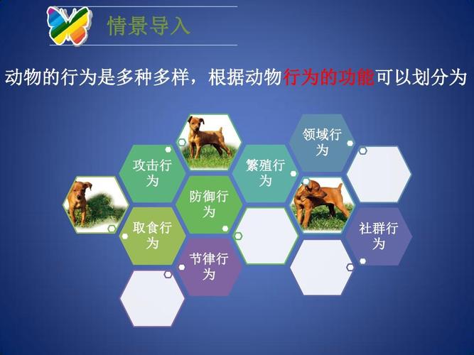 中杨世海是今期是什么动物的简单介绍