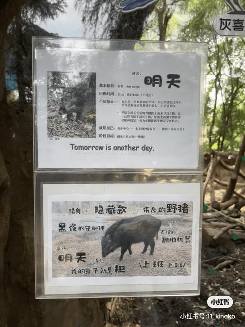 今期特马土中金最佳答案_今期生肖土中金是什么生肖