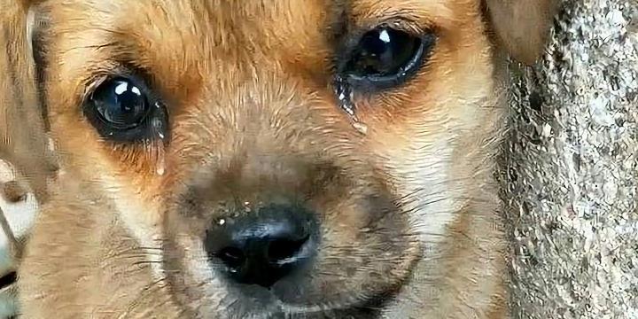 什么动物会流泪打一生肖_什么动物会流泪打一生肖呢