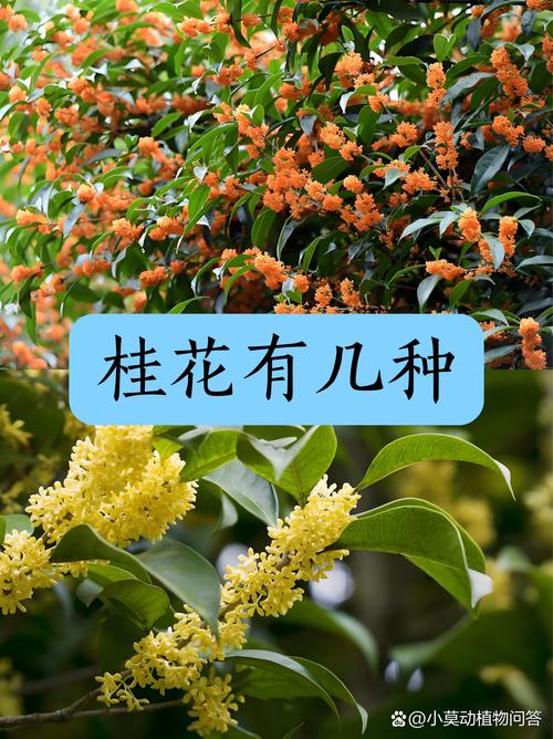 今期特找桂花是什么生肖多娇美的简单介绍