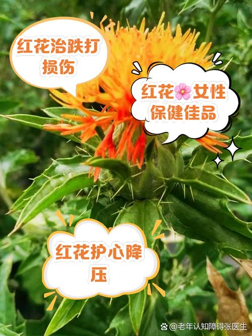 红花代表什么生肖最佳答案的简单介绍