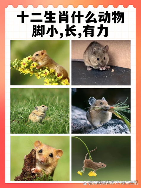 最后一条路是什么生肖动物_最后一条路是什么生肖动物呢