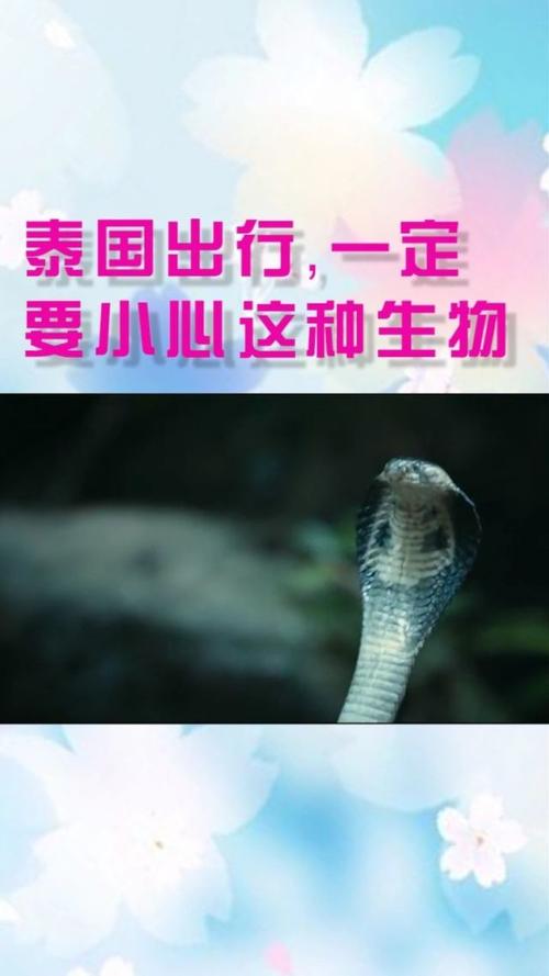 “在外出门小心好”打一生肖是什么的简单介绍