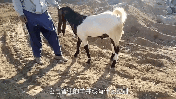 羊丑为羞_羊人遇丑年