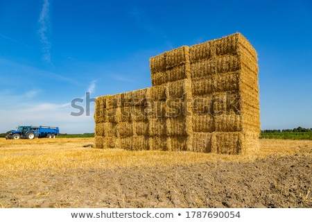[bales]巴勒斯坦地区