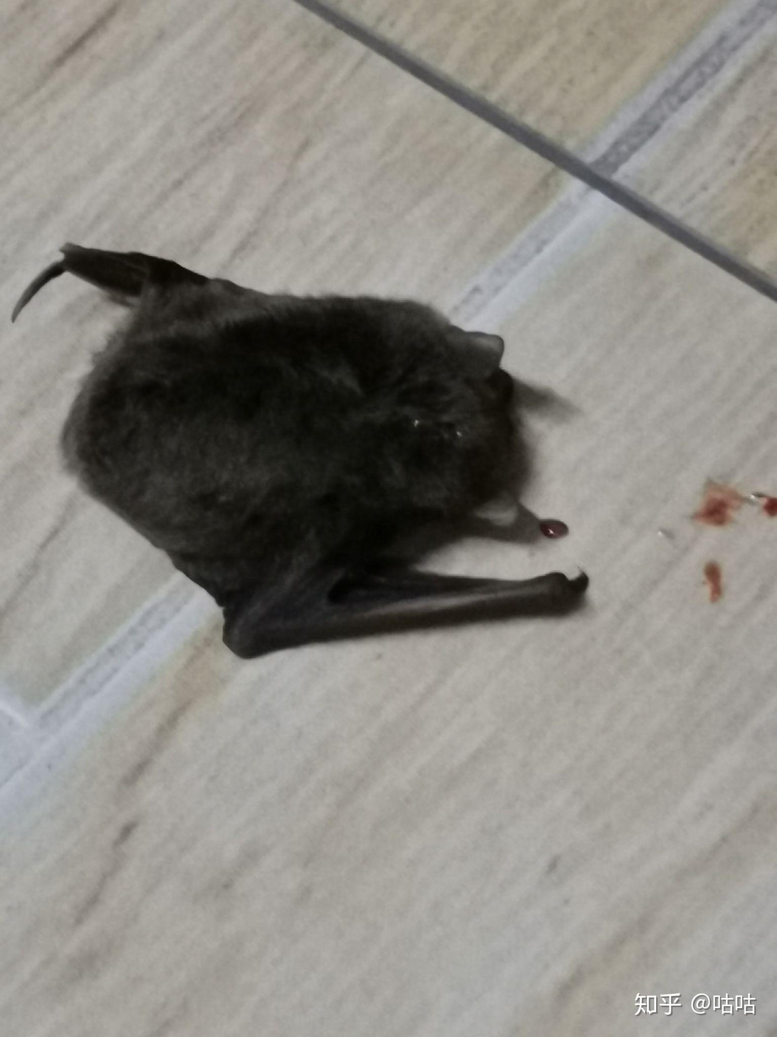 包含蝙蝠进家门是好事还是坏事的词条