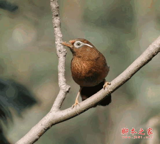母画眉鸟发电报的声音_母画眉鸟发电报声音 滴滴滴