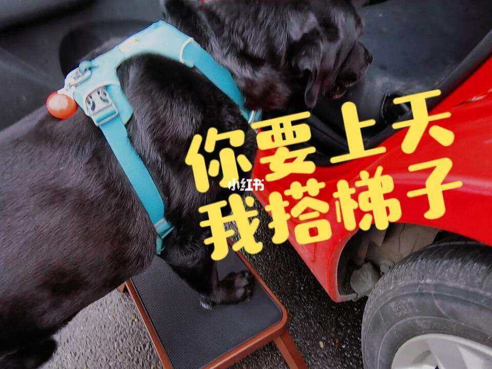 搭个梯子图片_搭个梯子图片大全