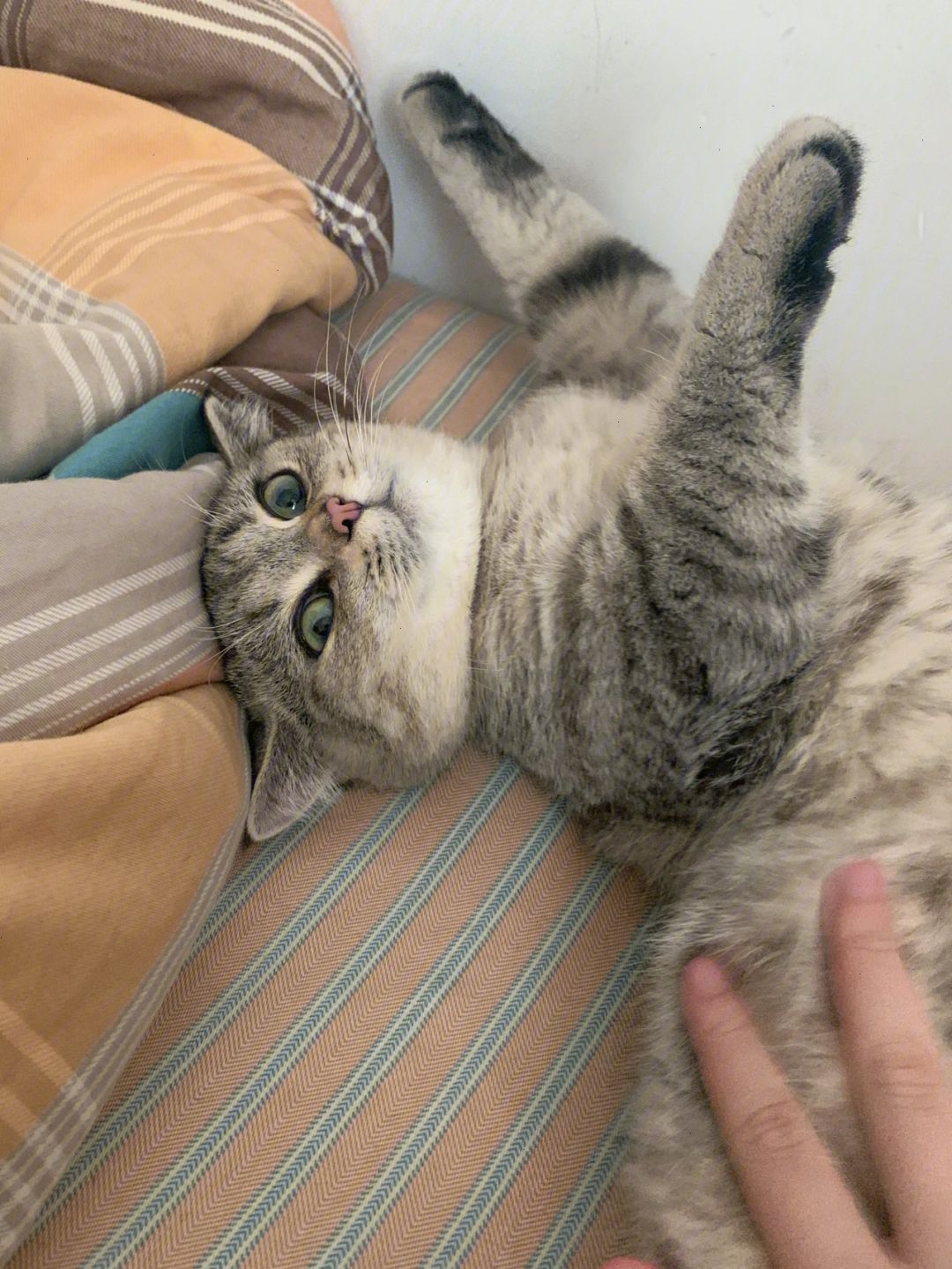 密聊猫最新版本_密聊猫最新版本号